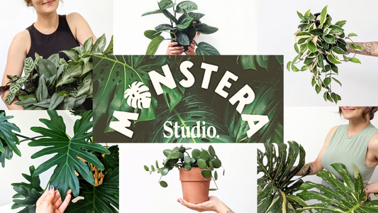 Monstera Studio x ARRAE Gallery — Pop-Up + Plant Consult