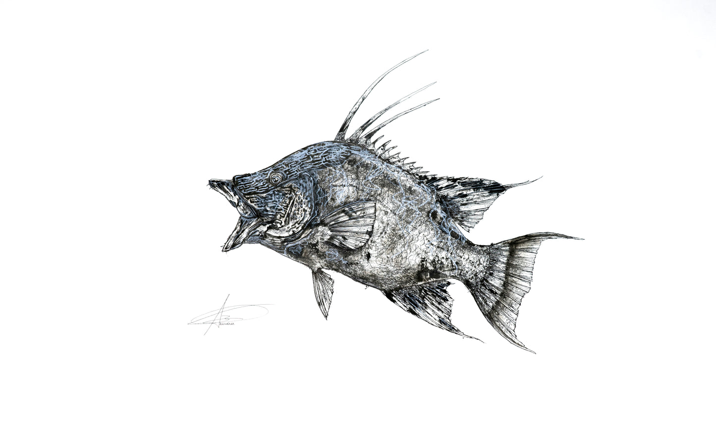 Hogfish