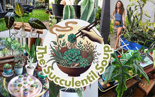 The Succulentil Soup x ARRAE Gallery — Pop-Up
