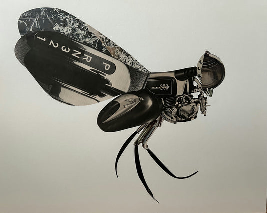 The Fly