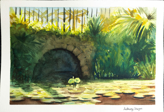 Water lilies
