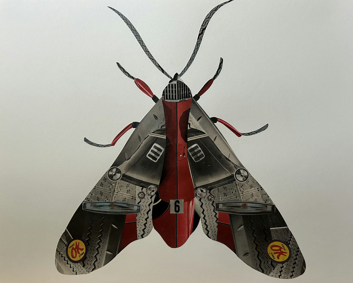 Crimson Moth